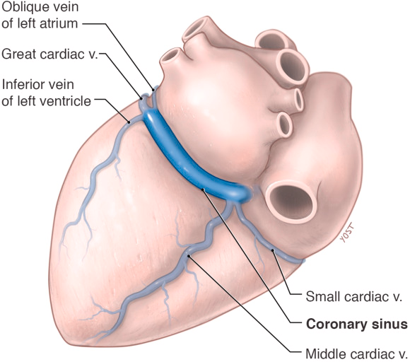 หลอดเลือดดำหัวใจ (coronary sinus)
