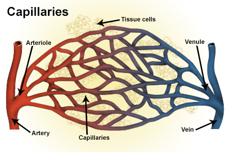 หลอดเลือดดำเล็ก (Venule)