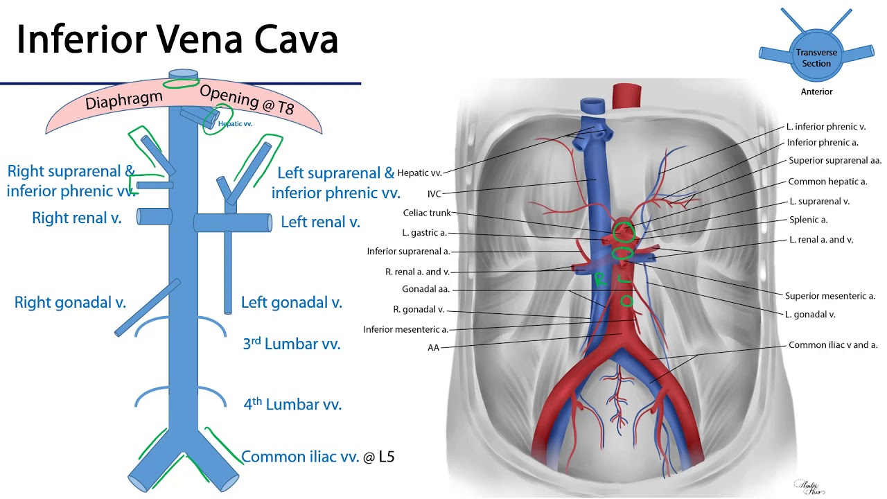 หลอดเลือดดำใหญ่กลางลำตัว (Inferior vena cava)