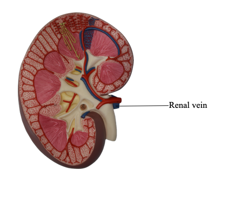 หลอดเลือดดำไต (Renal vein)